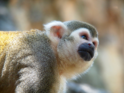 [A close view of the monkey on all fours looking up to the front right such that two-thirds of its face is visible. The fur on its face and ear are light peach in color while its mouth area is dark brown. The top of its head and its forehead are the same medium brown as the rest of its body.]
